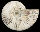 Silver Iridescent Ammonite - Madagascar #47494-1